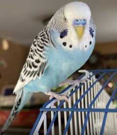 Lost Parakeet