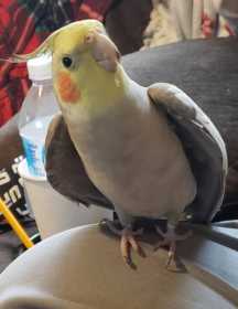 Lost Cockatiel