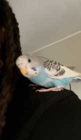 Lost Budgerigar