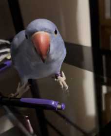 Lost Indian Ringneck Parakeet