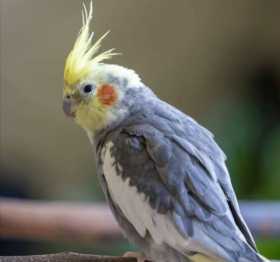 Lost Cockatiel