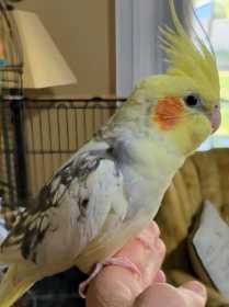 Lost Cockatiel