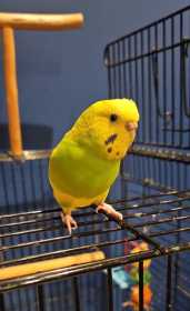 Lost Parakeet