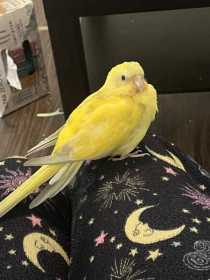 Lost Red Rump Parakeet