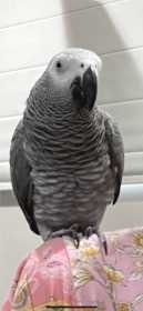 Lost African Grey