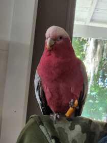 Lost Galah Cockatoo