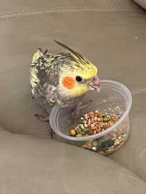 Lost Cockatiel