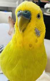 Lost Budgerigar