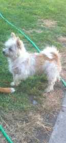 Lost Dog
