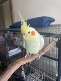 Lost Cockatiel