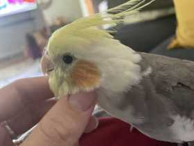 Lost Cockatiel