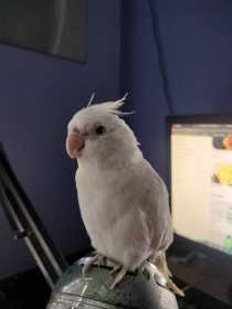 Lost Cockatiel