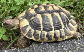 Lost Tortoise