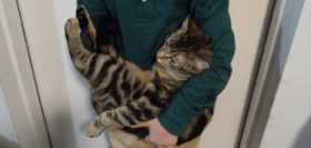 Lost Cat