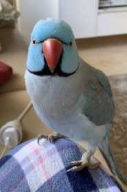 Lost Indian Ringneck Parakeet