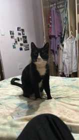 Lost Cat