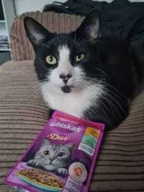 Lost Cat