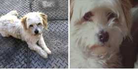 Lost Dog