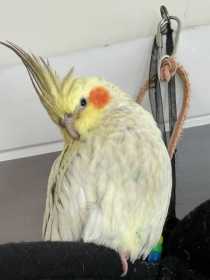 Lost Cockatiel