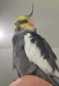 Lost Cockatiel