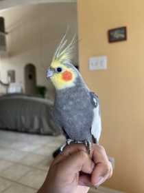 Lost Cockatiel