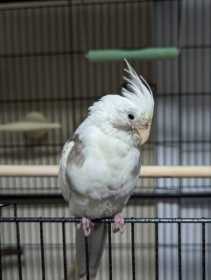 Lost Cockatiel