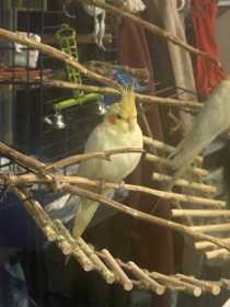 Lost Cockatiel