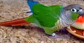 Lost Conure