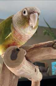 Lost Conure