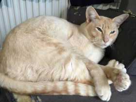 Lost Cat