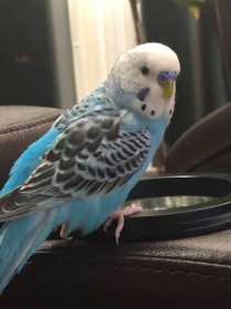 Lost Parakeet