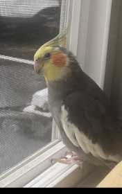 Lost Cockatiel