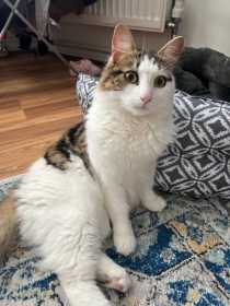 Lost Cat