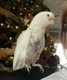 Lost Cockatoo