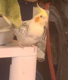 Lost Cockatiel