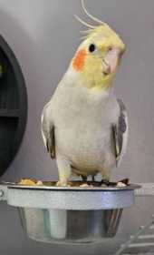 Lost Cockatiel