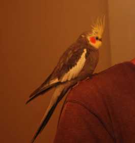 Lost Cockatiel