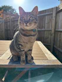 Lost Cat