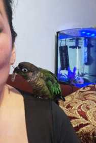 Lost Conure