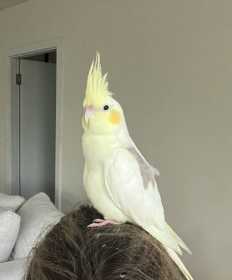 Lost Cockatiel