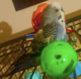 Lost Parakeet