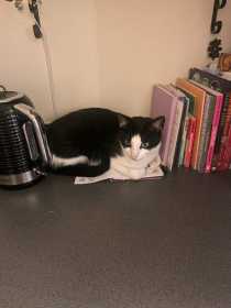 Lost Cat