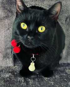 Lost Cat