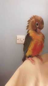 Lost Conure