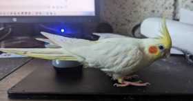 Lost Cockatiel