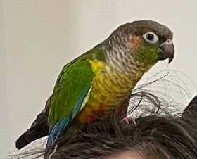 Lost Conure