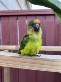 Lost Conure