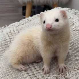 Lost Ferret