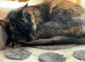 Lost Cat