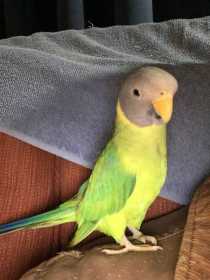 Lost Plum-Headed Parakeet